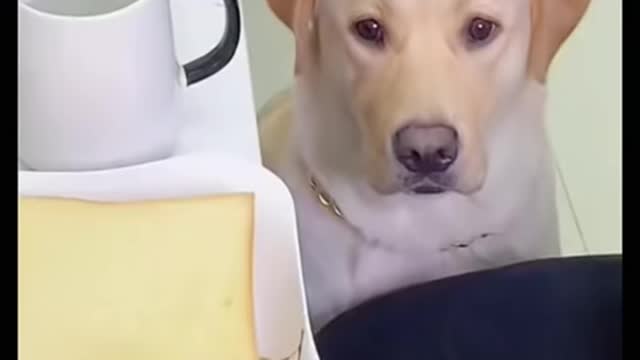 Funny dog wants more.