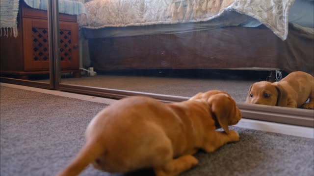 a dog fight with his reflection in the mirror -try not to laugh