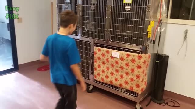 Getting a Kitten for Christmas Compilation