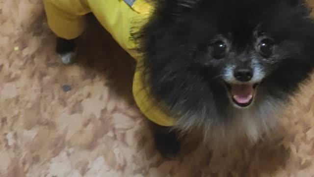 FUNNY WITH A DOG !! Spitz Bonita goes for a walk