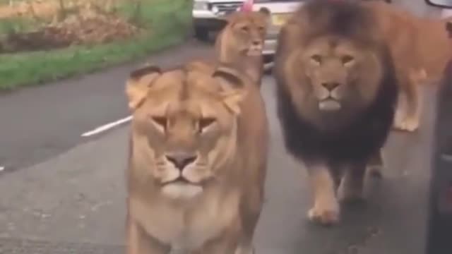 Lions pass by. I dare one of you to honk your horn