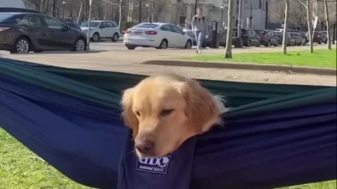 Funniest Golden Retriever Puppies clips.TgdwNz