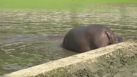 Rhino Behavior: Gentle Giants Up Close at the Zoo