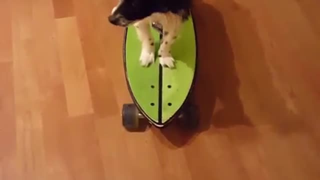 Dog animals video in youtube