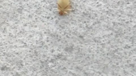 Red yellow tan bug crawling on floor