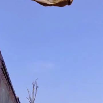 Dog High Jump | Dog Training