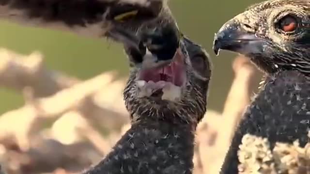 The eagle is feeding the baby eagle