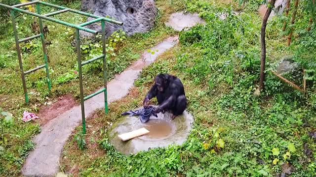 This is a hard-working chimp