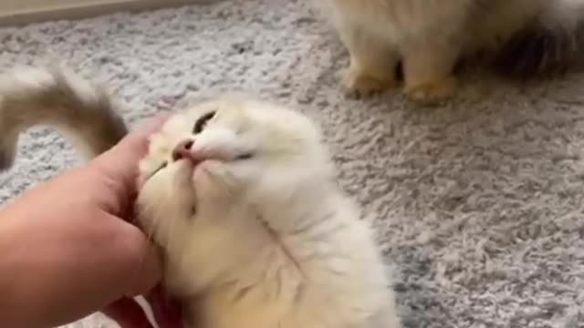 Cat funny video. #cat video #kitty