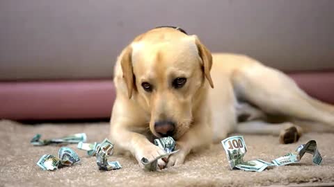 Naughty Dog Chewing Dollars