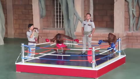 Humor viral. part -14. ultimate orangutan boxing campaign