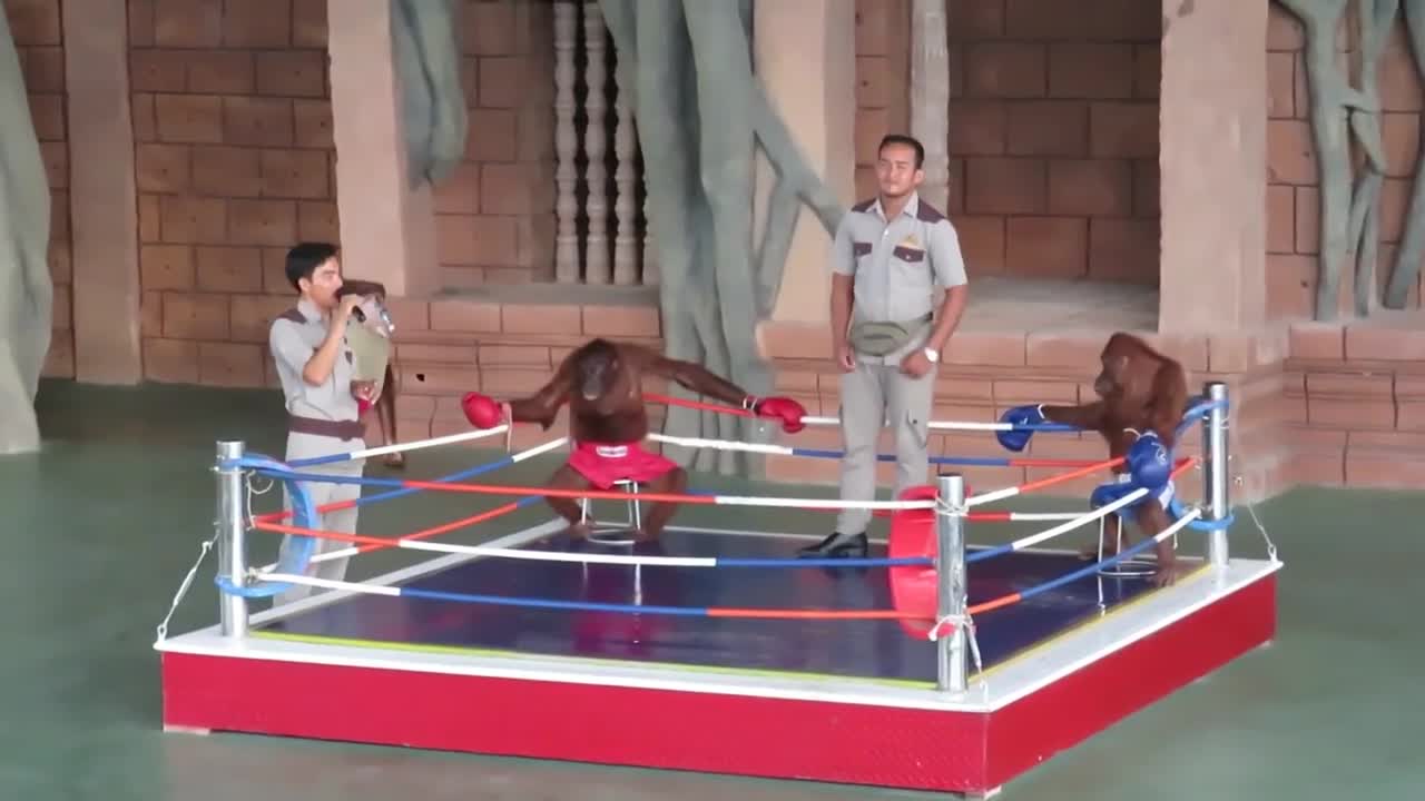 Humor viral. part -14. ultimate orangutan boxing campaign