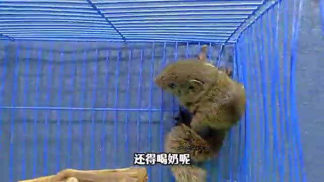 poor squirrel