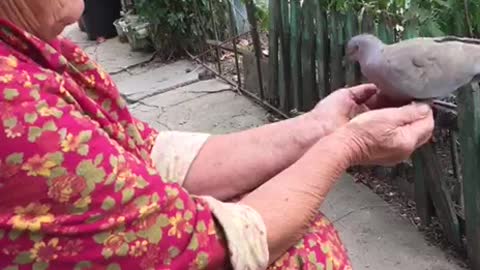 GRANDMA FEEDS DOVE HANDS