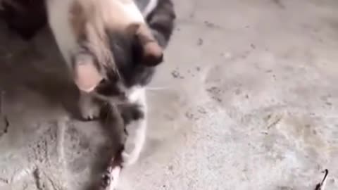 Funny Dog and Cat