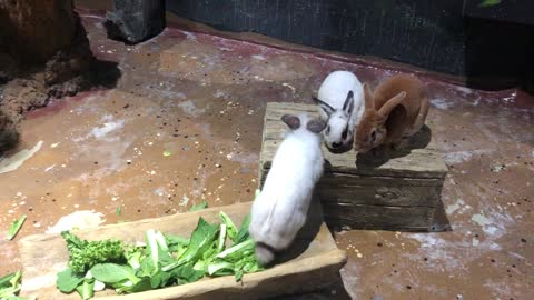 The rabbit is eating a cute meal.