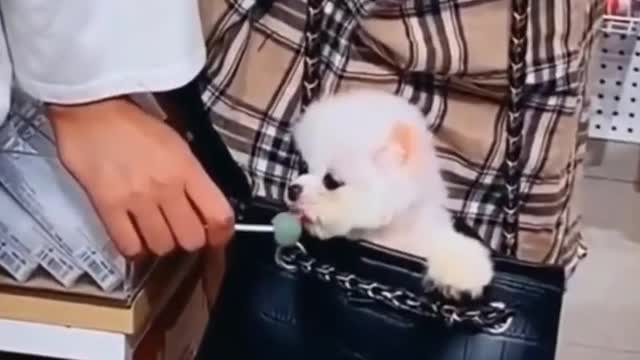 #Pomeranianpuppy shorts| Cute Dogs |Funny Cute dogs| Cute Puppies Video❤️|Pomeranian Puppies #shorts