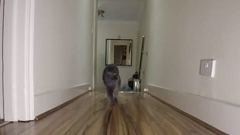 Blue Cat Runs in Slow Motion