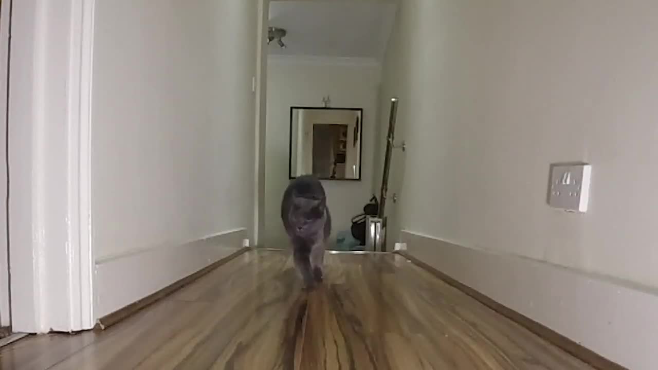 Blue Cat Runs in Slow Motion