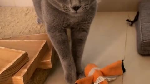 Funny cat