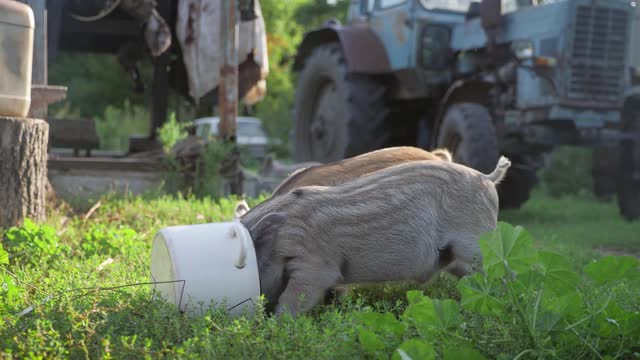 🥰 Funny cute little piglets at an animal farm. Little piglets household. Lovely pets🥺