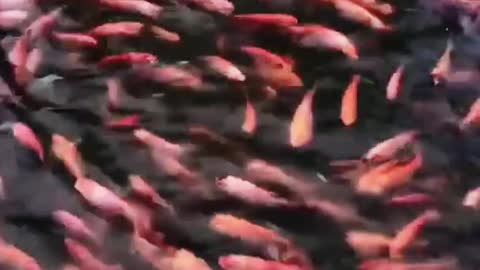 How to swimming fish in river😚😚