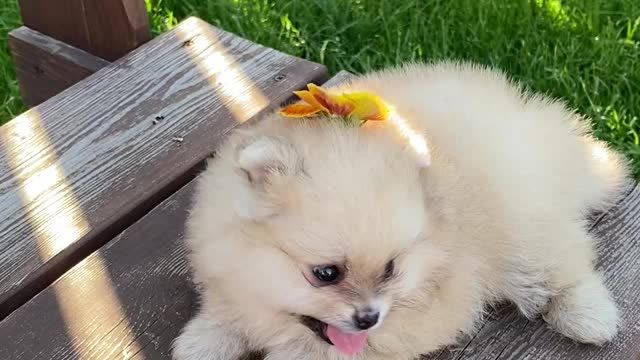 Dog Sitting on a Wooden Bench