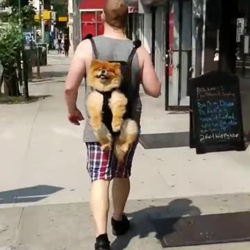Totally Chill Dog Adorably Rides Along In Owner's Backpack