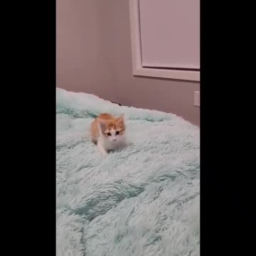 How funny cat fell down while chasing the red light