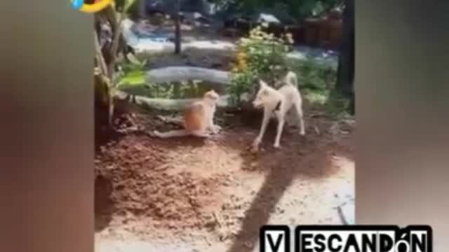 If Bruce Lee was a dog