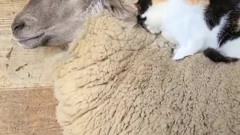 beautiful cat giving massage to friend.