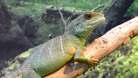 Green creeping animals