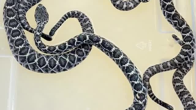 Spotted Black snake (Blue-bellied black snake) (Pseudechis guttatus)