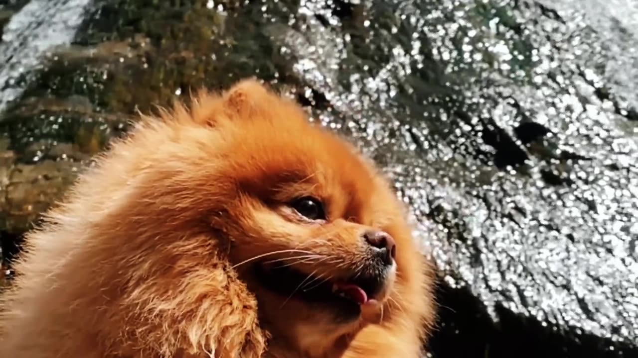 Funny Animals Video