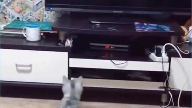 CUTE ANIMALS THAT WILL SHOCK YOU 😮