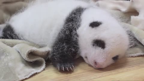 The little panda has been a month old.