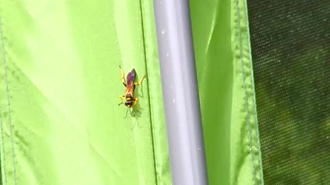 Freakin MurderBee?