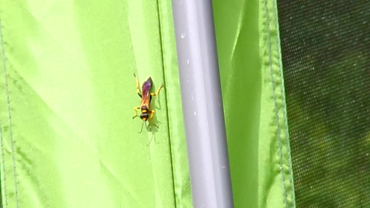 Freakin MurderBee?