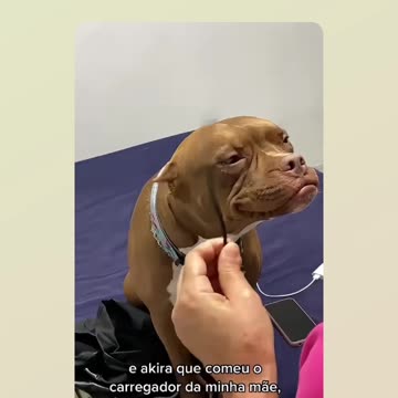 Pitbull Akira ate his owner's charger and pretended to have dementia...