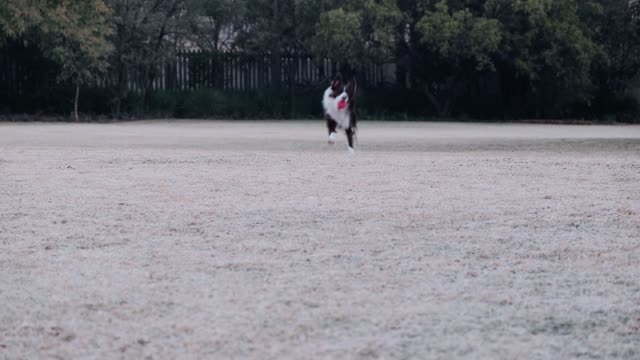 The dog running in the park and he plays with the boll