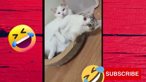 TRY NOT TO FALL IN LOVE WITH THESE LITTLE ANIMALS