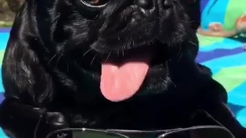 Black bug laying down with glasses takes them off