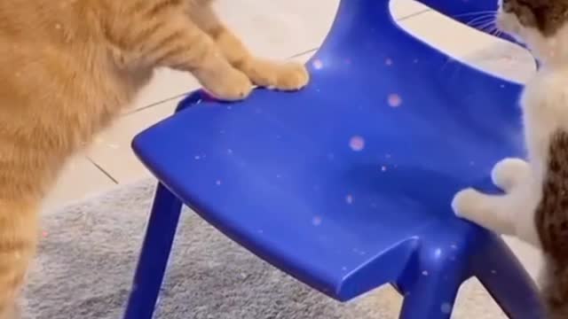 Cat to cat fight 🐱