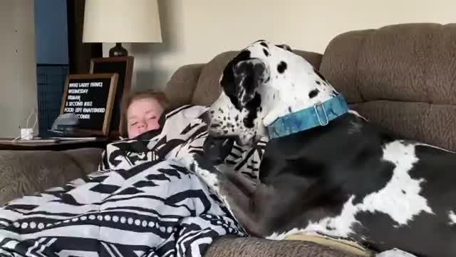 Blue Great Dane Dog Funny Videos 160 - The Great Dane Puppies Video - Great Dane Compilation