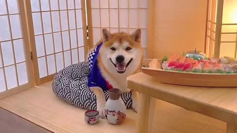 Corgi who can take pictures is super handsome