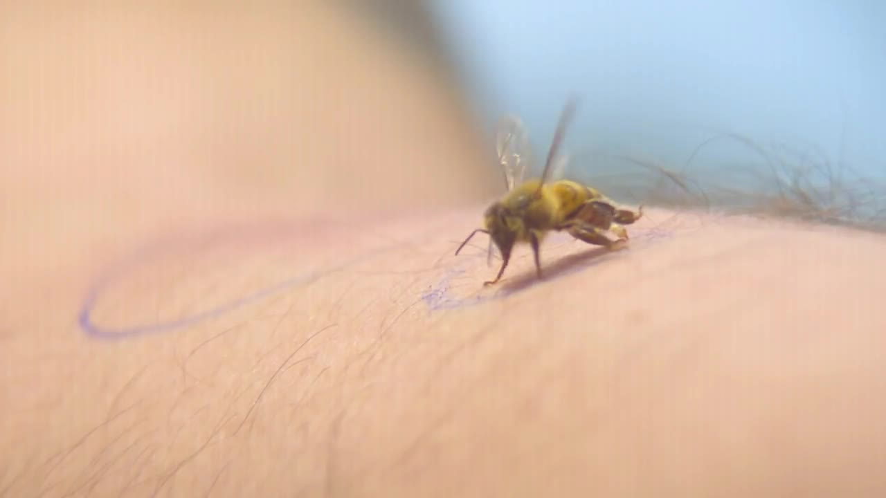 taking bee sting in super slow motion