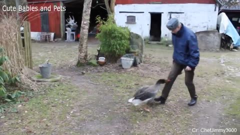 Funny Different Animals Chasing and Scaring People