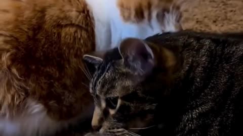 Cute Cats & Funny Cats 😍😍😅😅 #cats #reels #shorts #viral #pets #cat