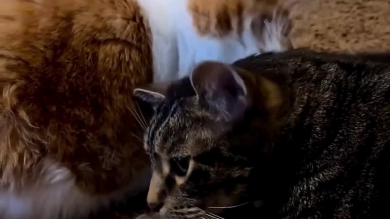 Cute Cats & Funny Cats 😍😍😅😅 #cats #reels #shorts #viral #pets #cat