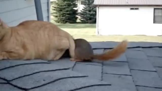 stroking the cat and squirrel